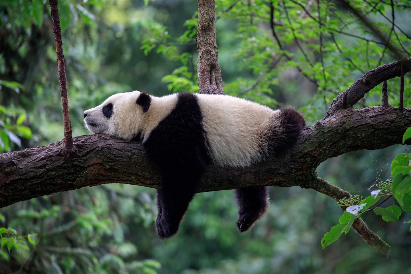 Homepanda adotta un panda sostenendo il WWF